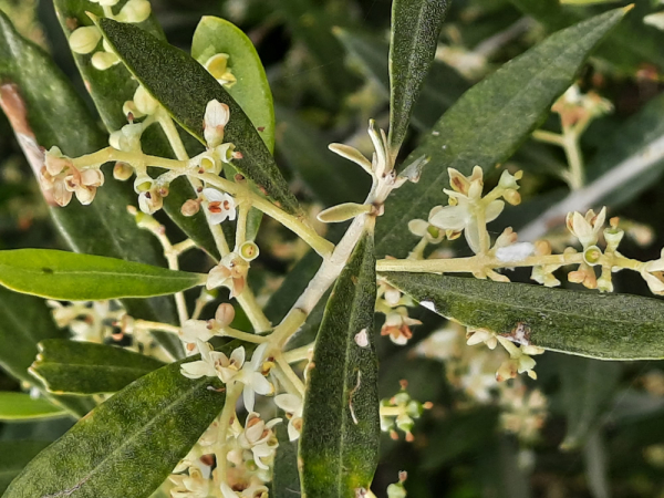 Olijfbomen in bloei